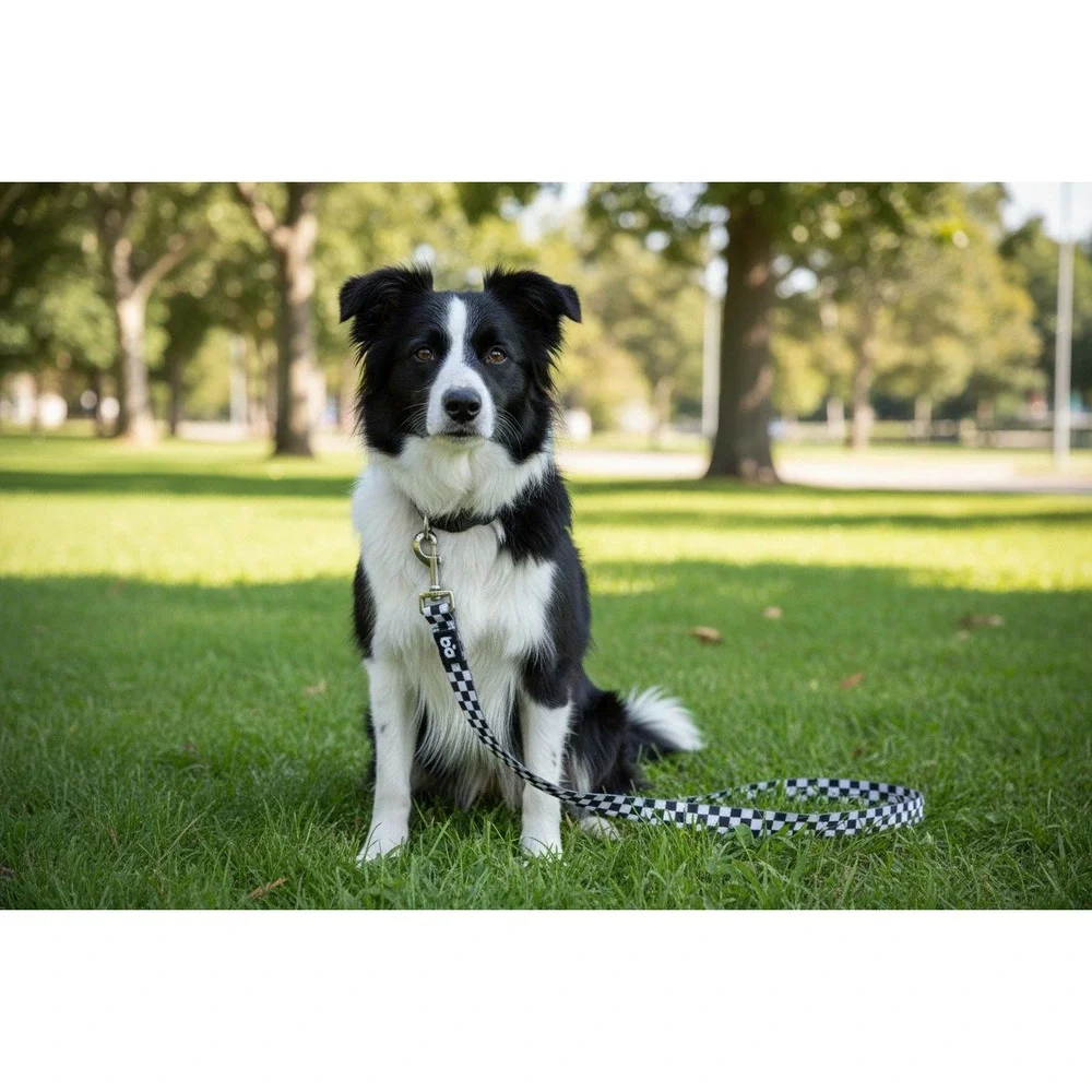 Black White Checkered Dog Leash Nylon Webbing Checkerboard Pet Lead BD 5 Feet